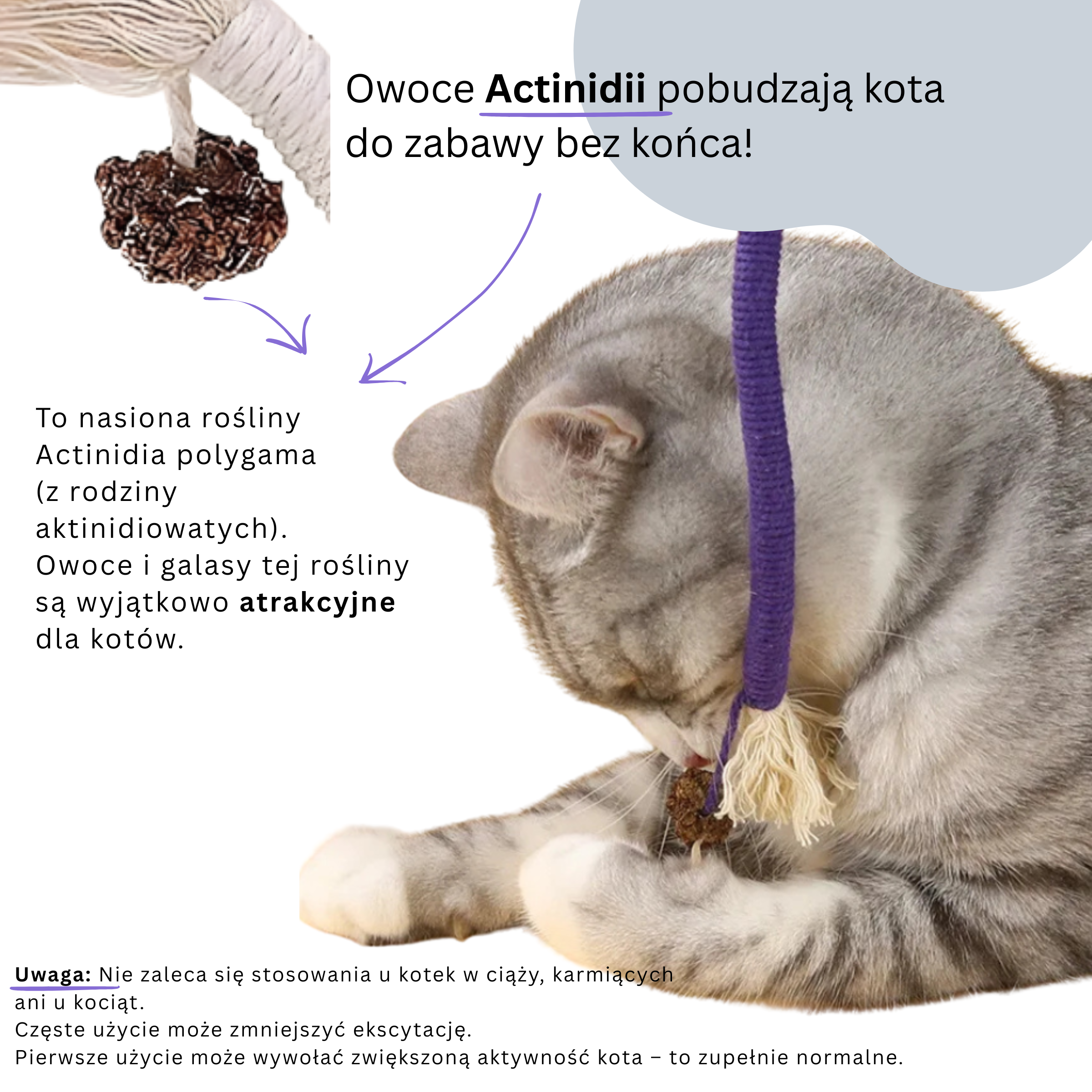 Zabawka dla Kota Sznurek z owocem Actinidii - naturalna, ręcznie wykonana - różne kolory